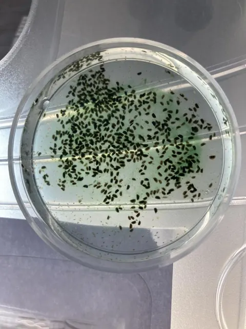 Daphnia magna kultūra stikliniame inde