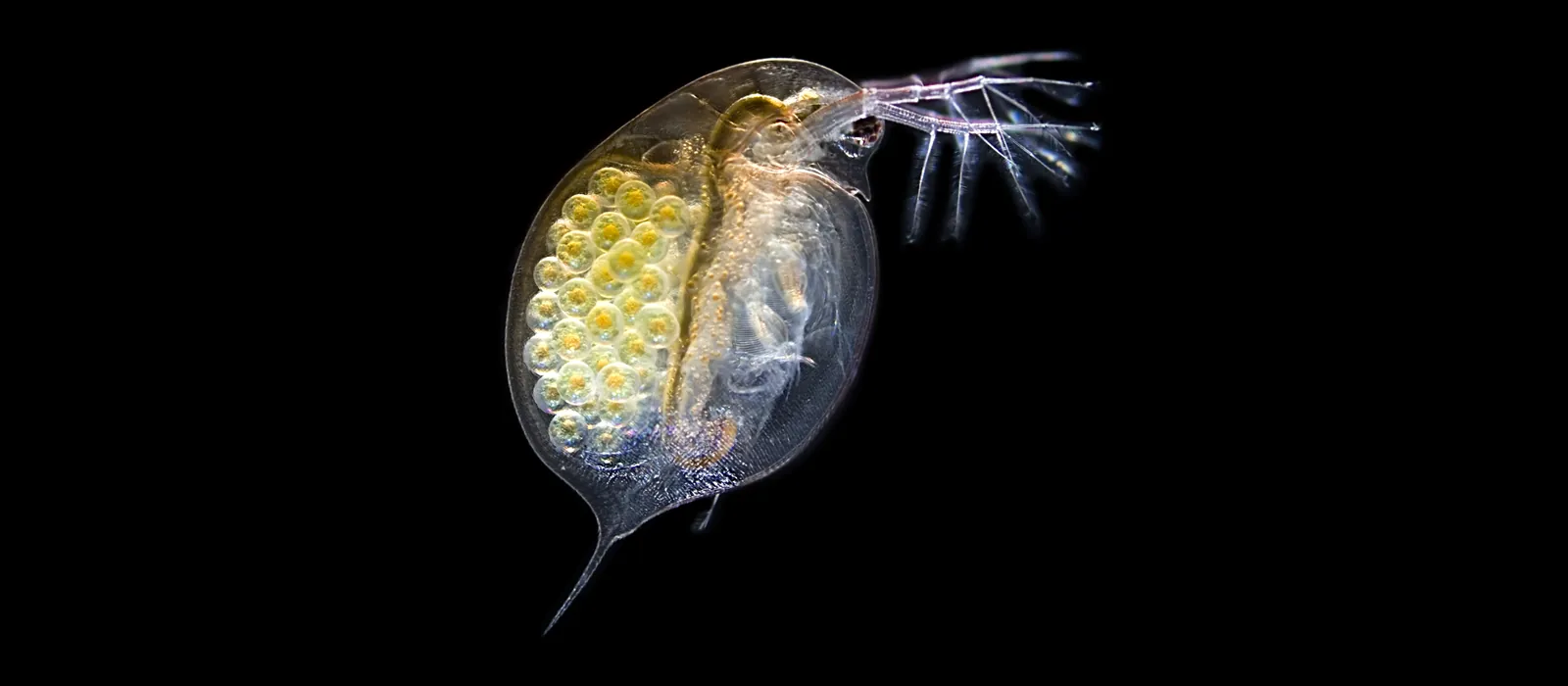 Vėžiagyvis Daphnia magna tamsaus lauko mikroskopu